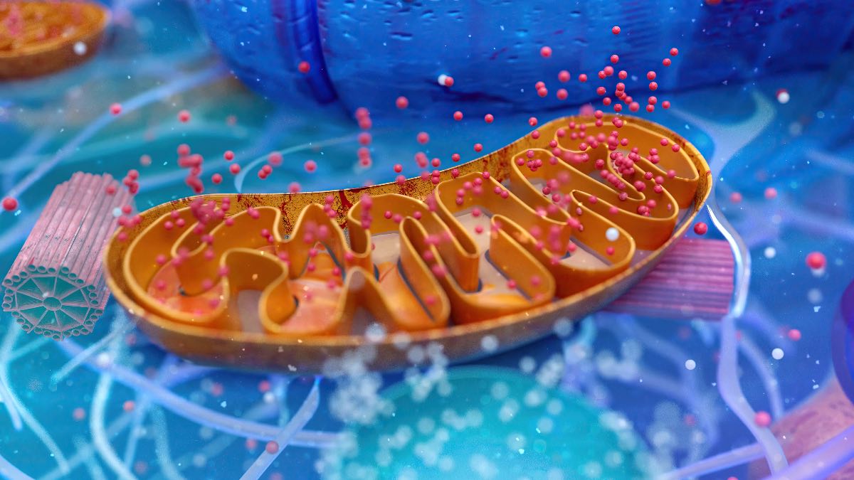 Diabete di Tipo 2: mitocondri potrebbero esserne la chiave - Credits: Freepik