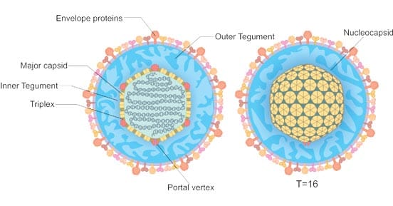 Struttura degli Herpesviridae - Credits: CUSABIO TECHNOLOGY LLC