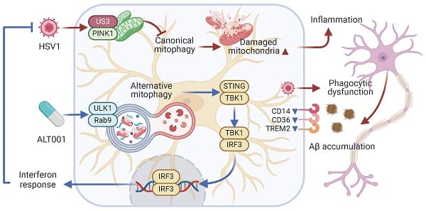 Uno dei tratti distintivi della malattia di Alzheimer è l'accumulo di mitocondri disfunzionali. Il virus dell'herpes simplex di tipo 1 (HSV-1) potrebbe essere un fattore di rischio per la neuropatologia legata all'accumulo di proteina β-amiloide (Aβ) - Credits: Theranostics