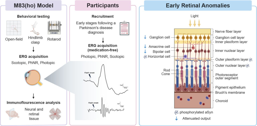 Astratto grafico dello studio sul Parkinson - Credits: Neurobiology of Disease