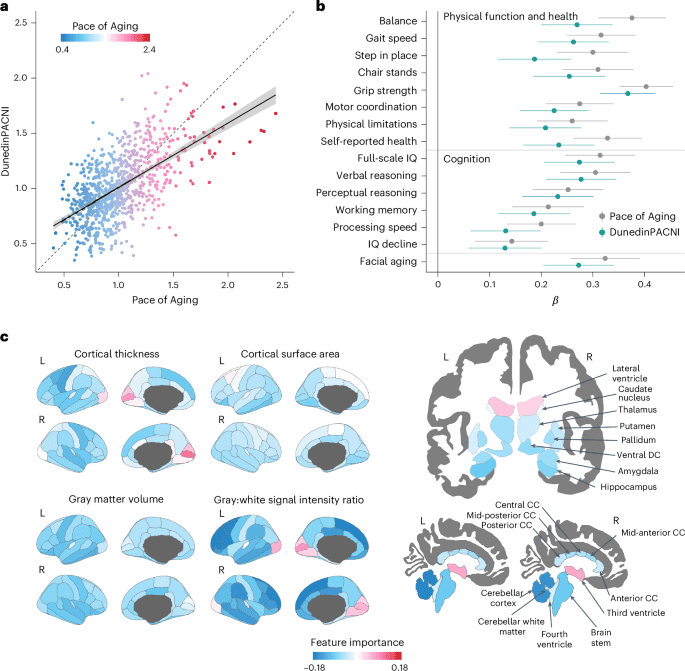 Validazione del modello DunedinPACNI e importanza delle caratteristiche - Credits: Nature Aging