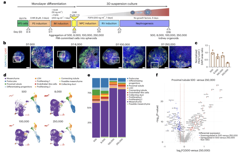 Generazione di organoidi renali in suspension culture - Credits: Nature Biomedical Engineering 