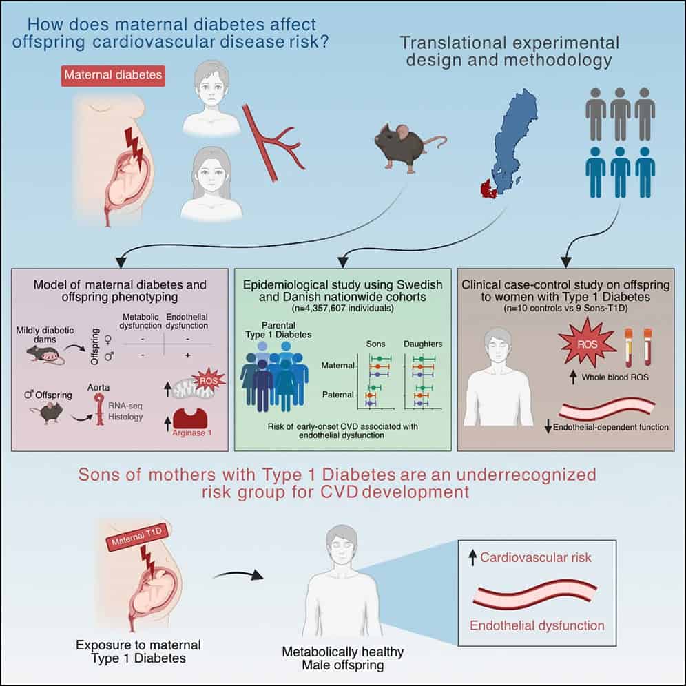 Riassunto grafico dello studio sul diabete in gravidanza - Credits: Cell Reports Medicine