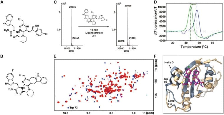 Caratterizzazione strutturale del legame 164B8 al Pin1 - Credits: Molecular Therapy Oncology