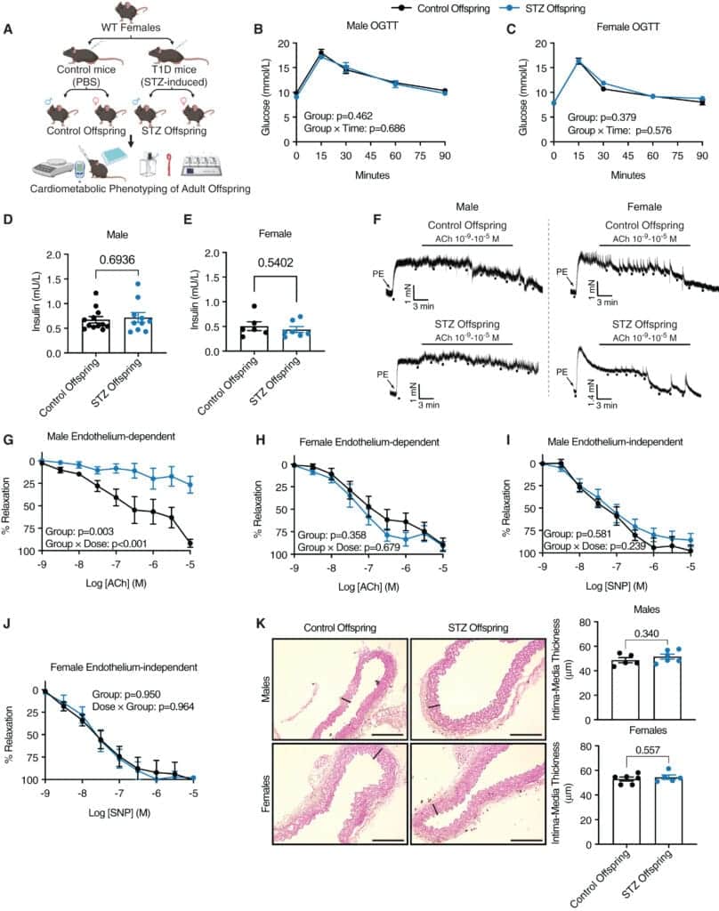 L'esposizione al diabete materno causa disfunzione endoteliale ad esordio precoce nella prole maschile metabolicamente sana, ma non femminile, nei topi - Credits: Cell Reports Medicine