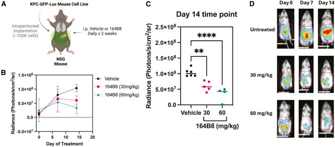 Studi di efficacia in vivo con 164B8 in un modello murino di cancro pancreatico metastatico - Credits: Molecular Therapy Oncology
