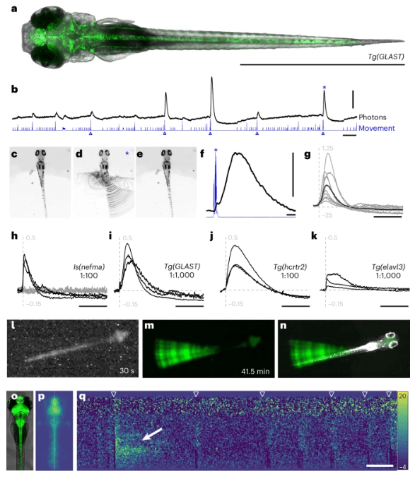 Immagine confocale di una larva Tg(GLAST) a 5 dpf che mostra espressione di CaBLAM negli astrociti (verde) e nella luce trasmessa (grigia). Scala: 2 mm - Credits: Nature Methods