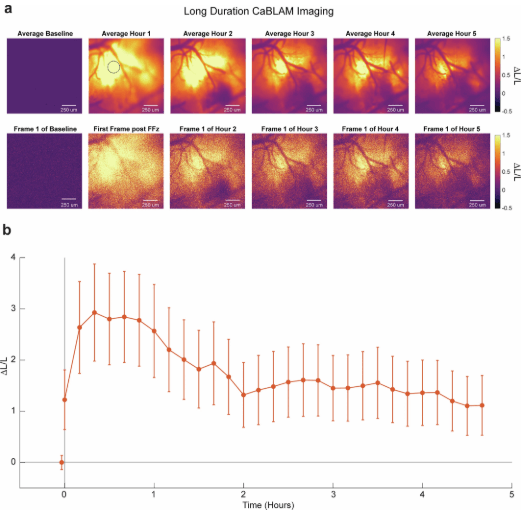 Corso temporale di bioluminescenza con una singola applicazione corticale diretta di FFz in un topo CaBLAM pan-neuronale - Credits: Nature Methods