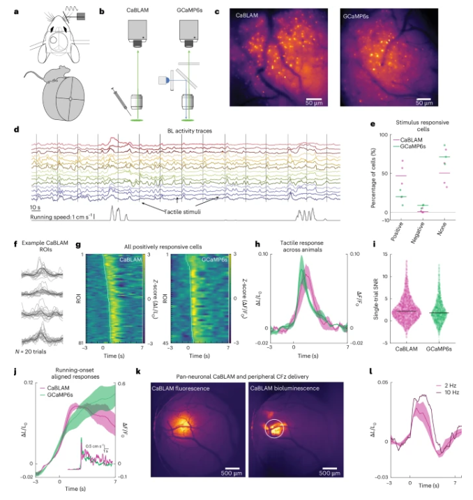 CaBLAM mostra SNR paragonabile a GCaMP sotto illuminazione epifluorescente durante l'imaging in vivo di mammiferi porale di bioluminescenza con una singola applicazione corticale diretta di FFz in un topo CaBLAM pan-neuronale - Credits: Nature Methods