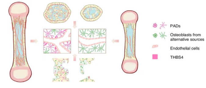 Diagramma schematico di THBS4 secreto dalle PAD per regolare l'angiogenesi durante la crescita ossea e la riparazione delle lesioni - Credits: Bone Research