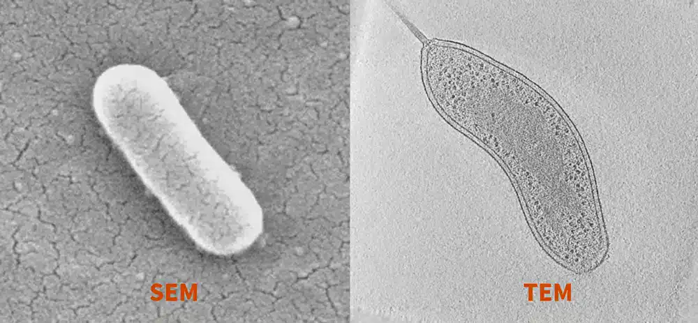 Differenza tra immagine ottenuta da un microscopio elettronico a scansione (SEM) e un microscopio elettronico a trasmissione (TEM) - Credits: Harbor Semiconductor
