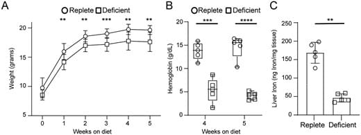 Modello murino di carenza di ferro nella dieta - Credits: The Journal of Immunology